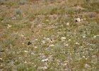 Strandleeuwerik (Horned lark) (Eremophila alpestris) -  ten zuiden van Tsogt Ovoo 23-08-2016  (1)